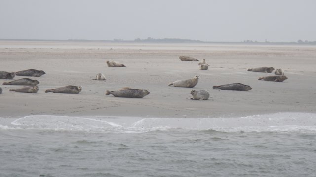 HWK Texel 2015 075.jpg